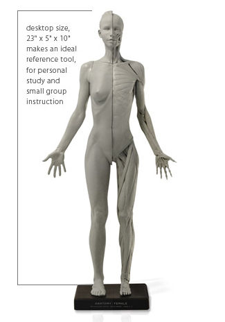 Anatomy Tools 人体模型 60cm 女性 1:3 Flesh /Anatomy v1A アナトミー 